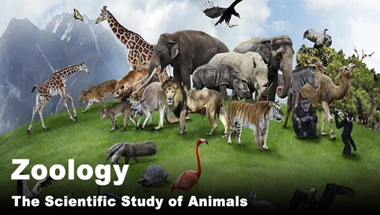  Exploring the Fascinating Realm of Zoology In The Animal Kingdom