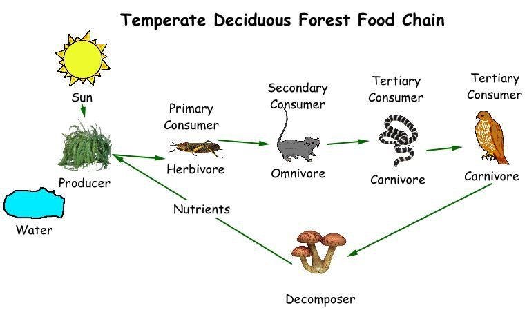  Understanding the Intricacies of Food Chains in Animal Ecosystems