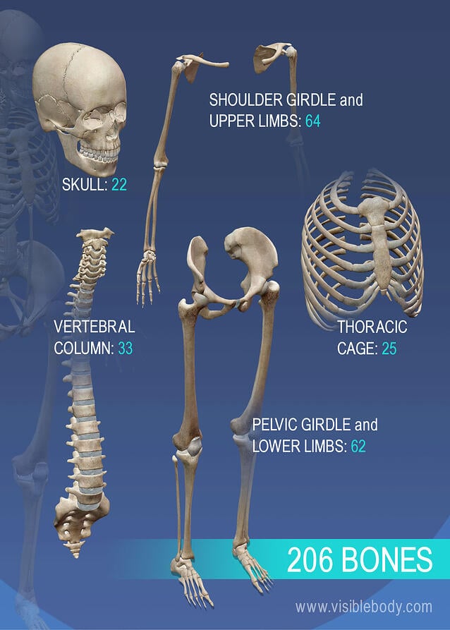  A Comprehensive Overview of the Functions of Human Bones (206)