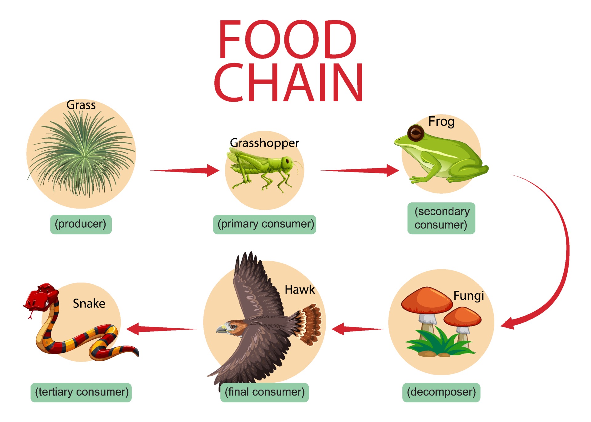  Understanding the Intricacies of Food Chains in Animal Ecosystems
