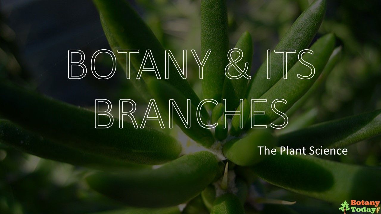 Botany, 1 Of The Branch Of Biology: Exploring the World of Plants