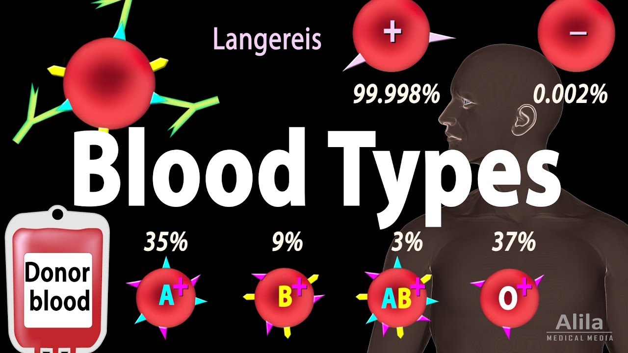 The Top Notch Of Understanding Blood Groups: A Comprehensive Explorati