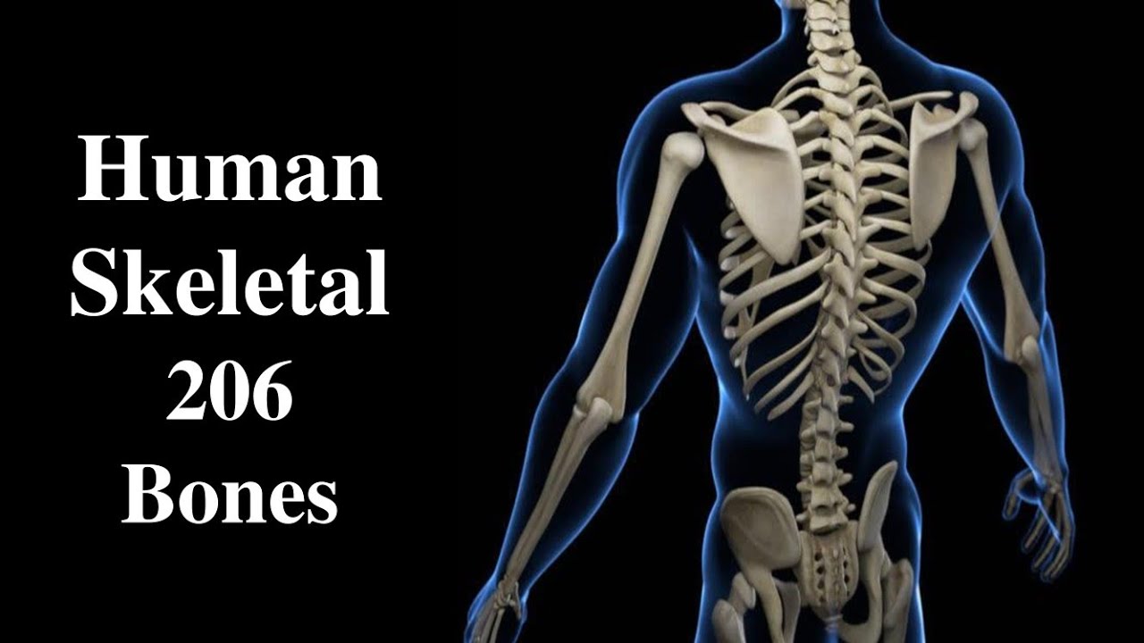  A Comprehensive Overview of the Functions of Human Bones (206)