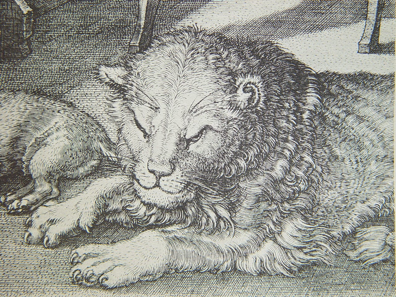 st. jerome close up of lion2